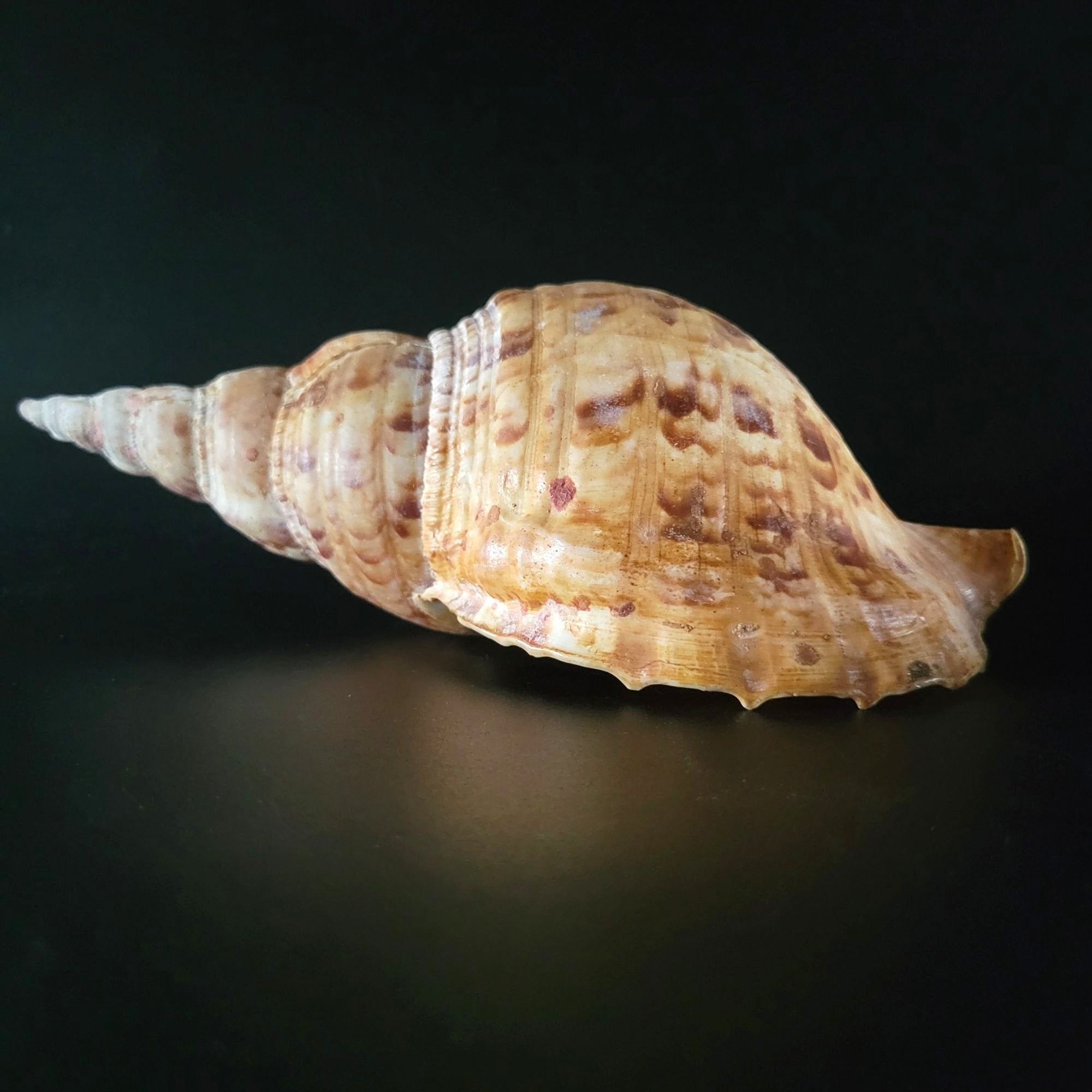 Large Triton Trumpet Charonia Tritonis Conch Seashell 9" Long 4.25" Wide