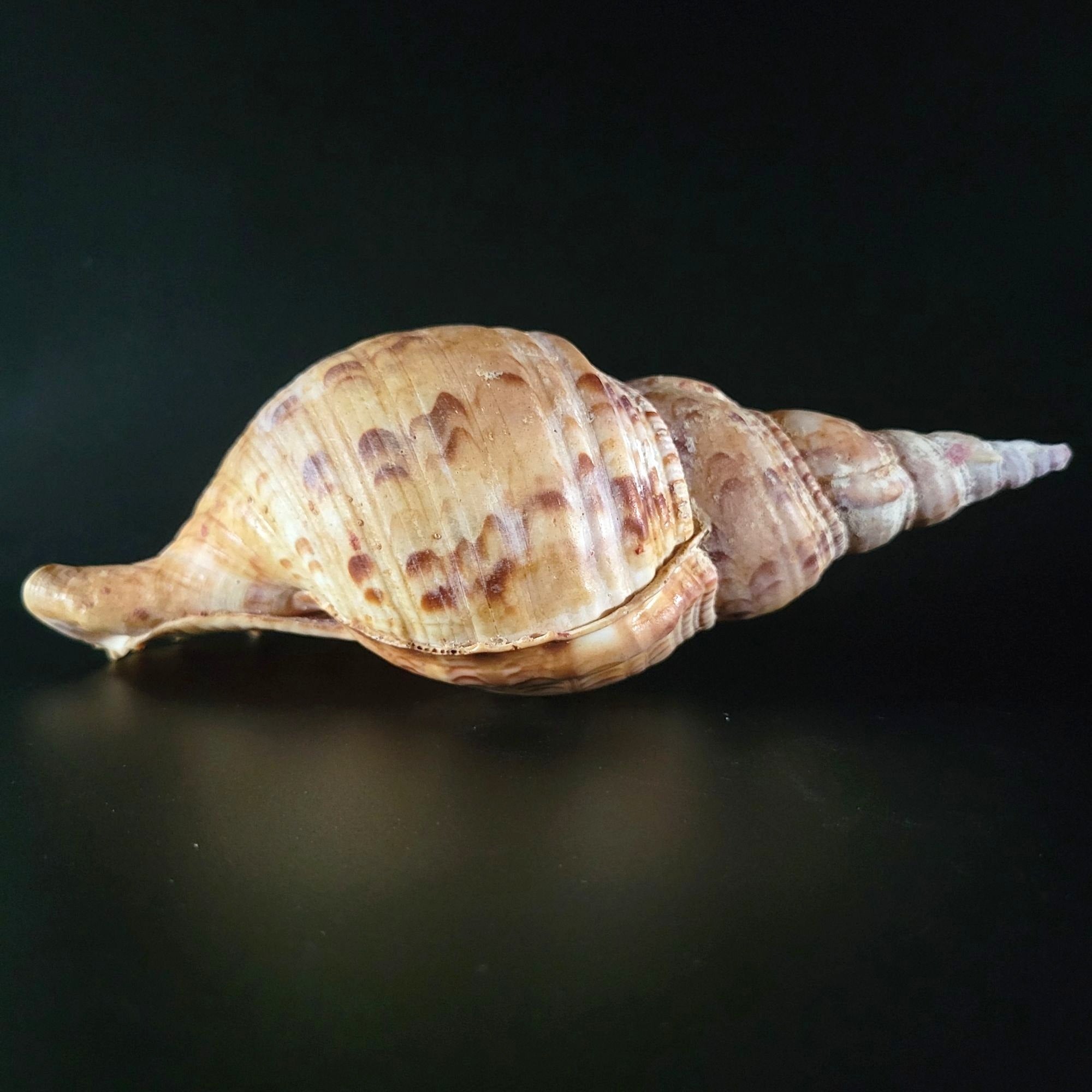 Large Triton Trumpet Charonia Tritonis Conch Seashell 9" Long 4.25" Wide
