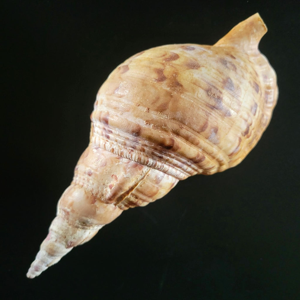 Large Triton Trumpet Charonia Tritonis Conch Seashell 9" Long 4.25" Wide