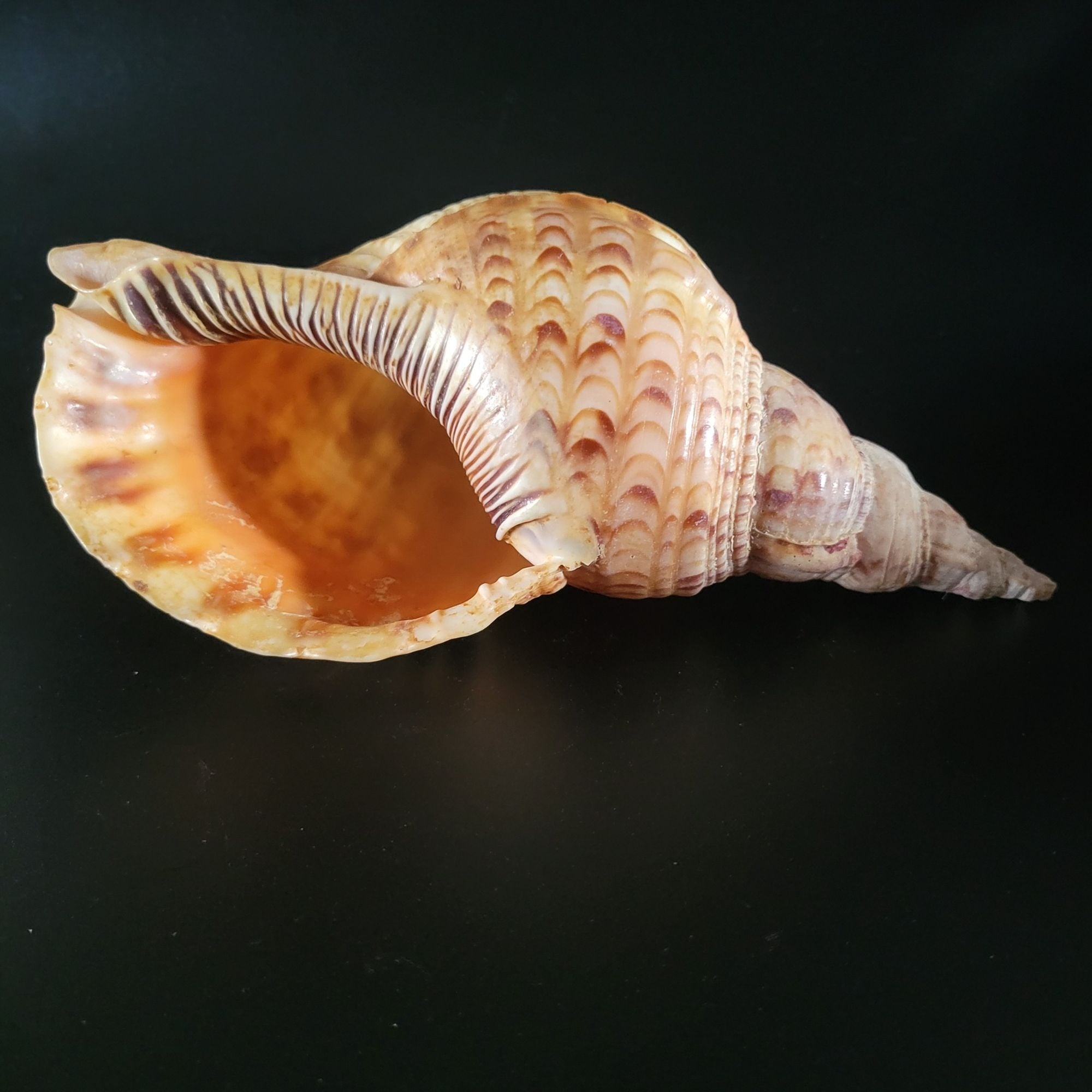Large Triton Trumpet Charonia Tritonis Conch Seashell 9" Long 4.25" Wide