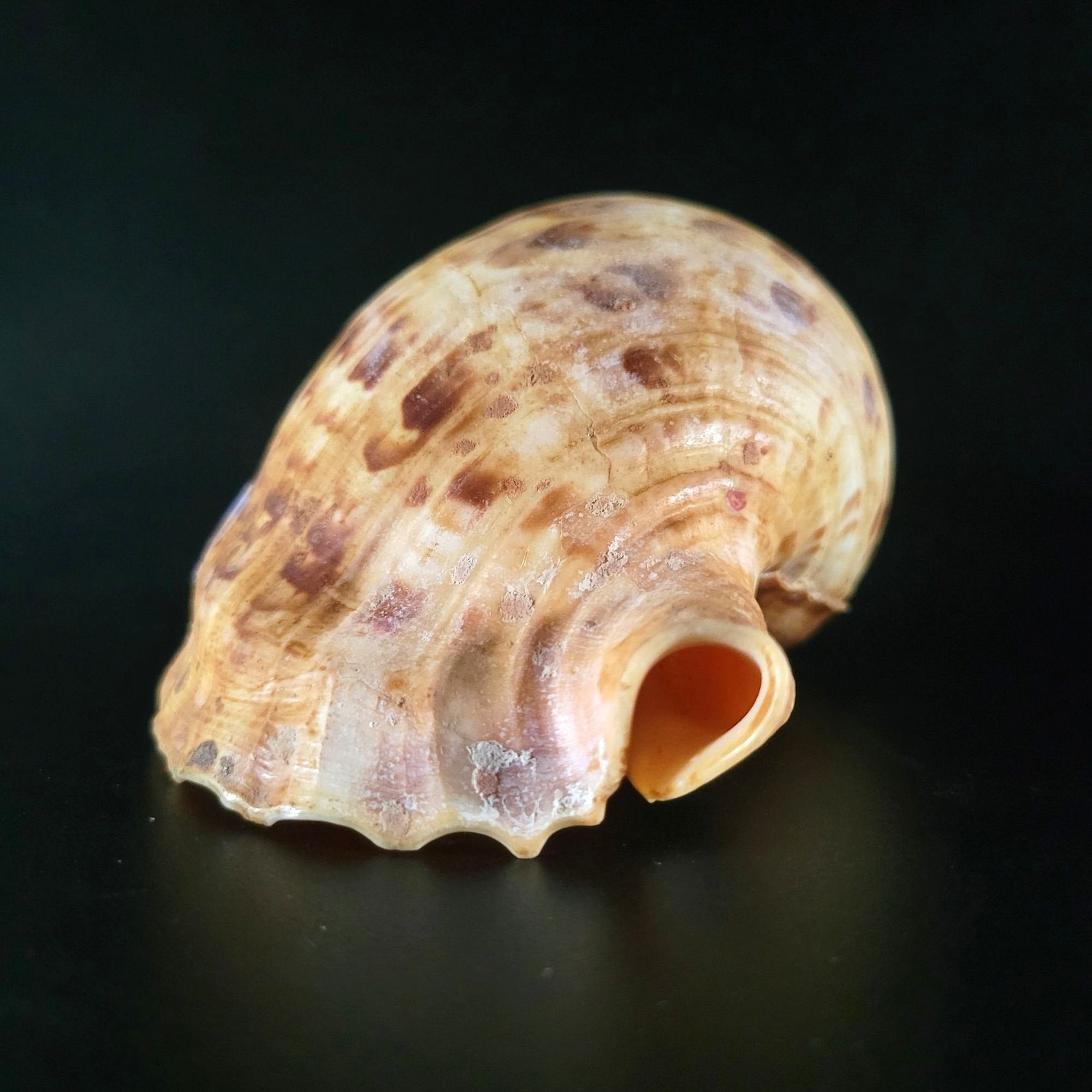 Large Triton Trumpet Charonia Tritonis Conch Seashell 9" Long 4.25" Wide