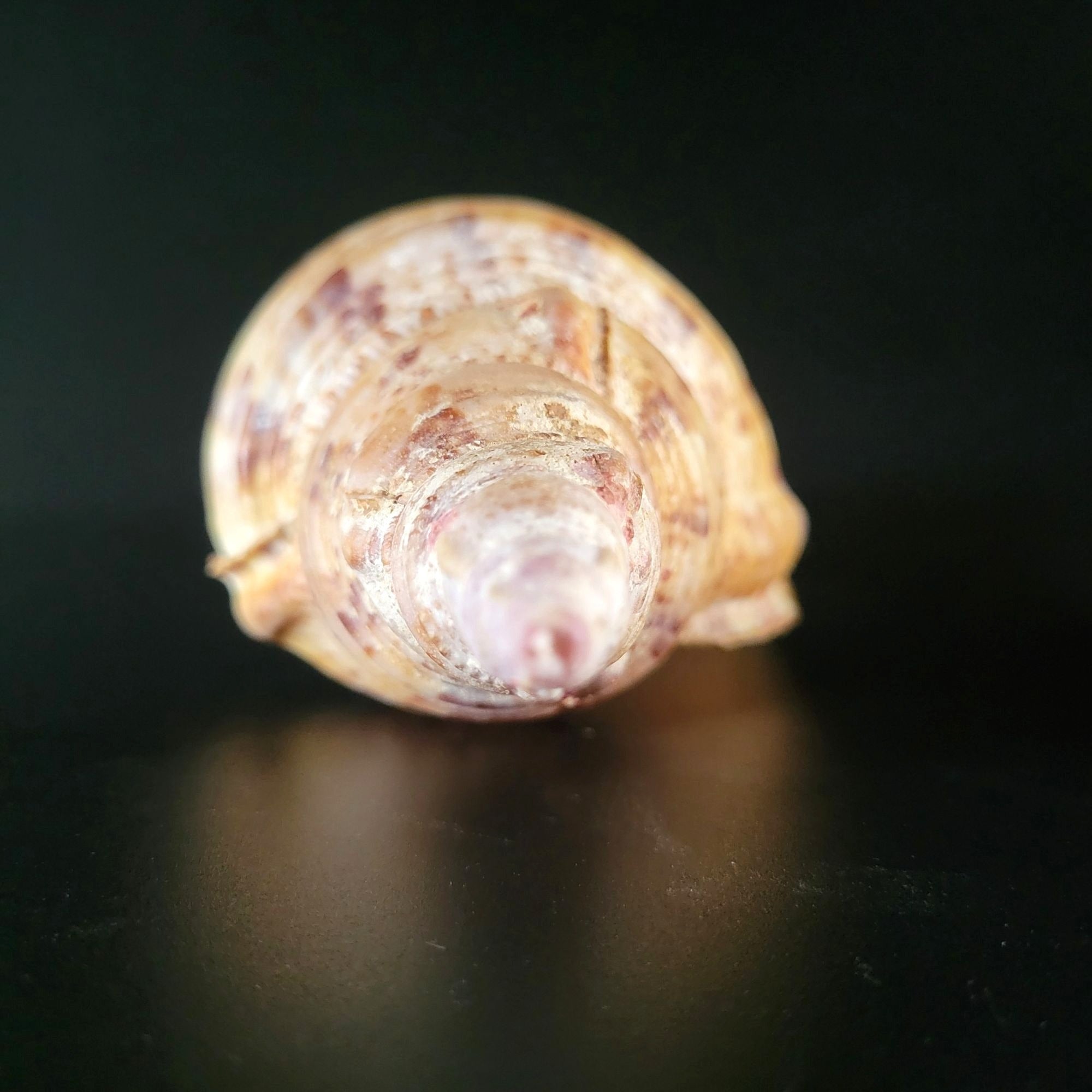 Large Triton Trumpet Charonia Tritonis Conch Seashell 9" Long 4.25" Wide