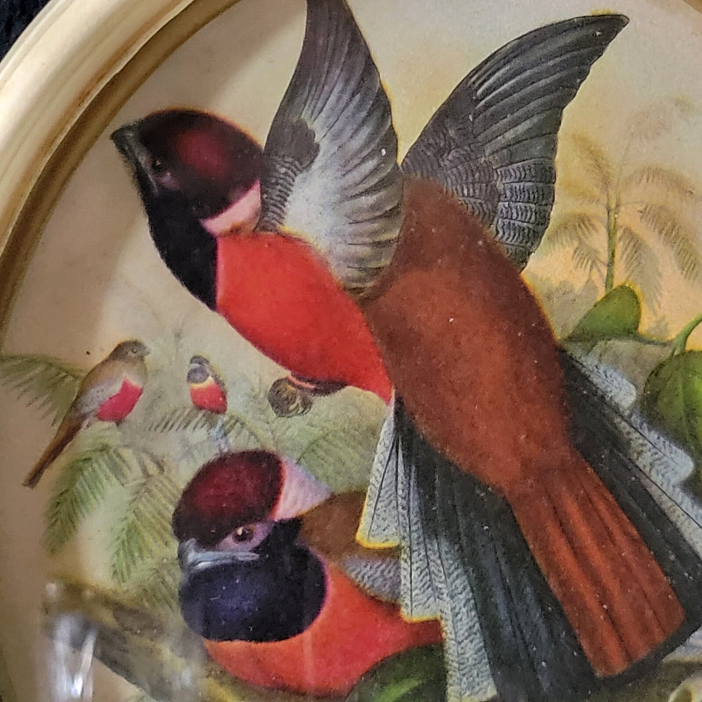 Pair of Vintage Framed Red Birds Prints, Vintage Gallery Wall Art, Animal Prints