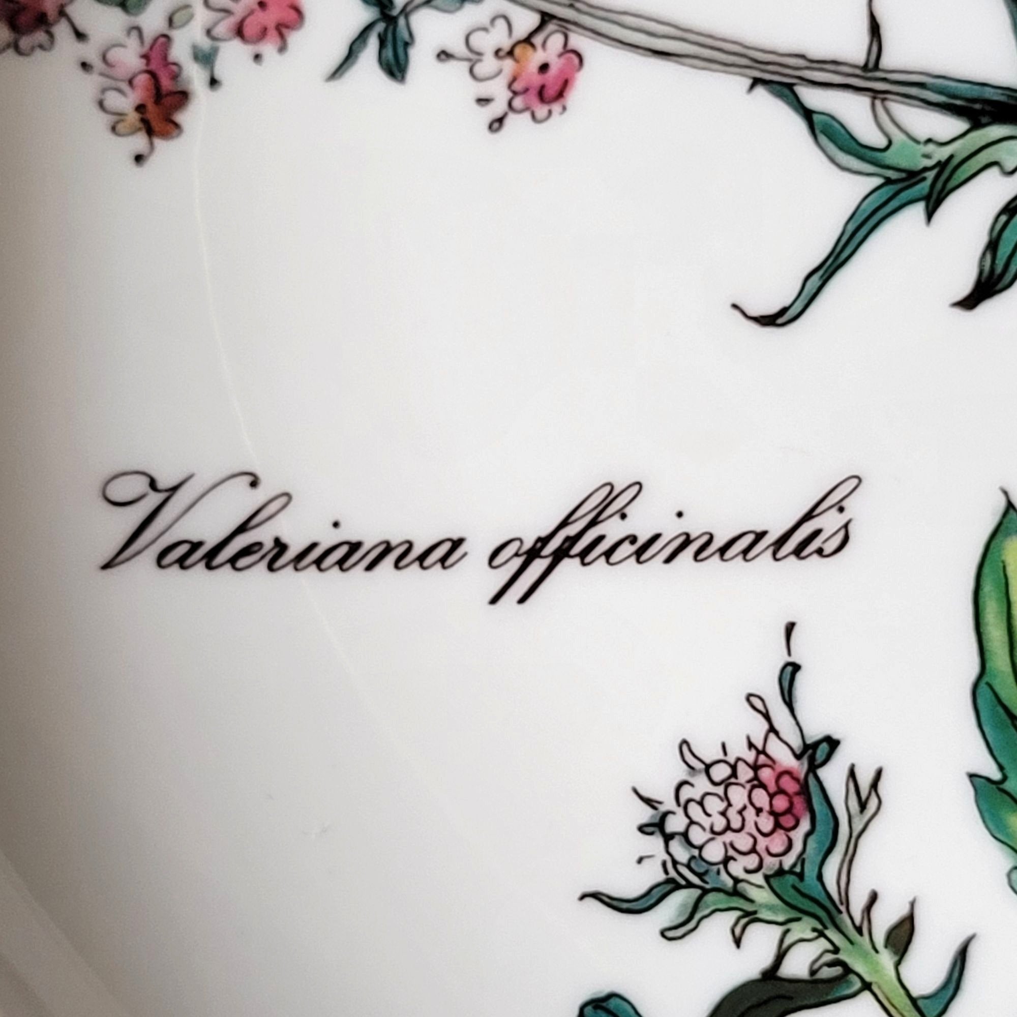 Vintage Villeroy and Boch Botanica Valeriana Officinalis Rimmed Soup Bowl