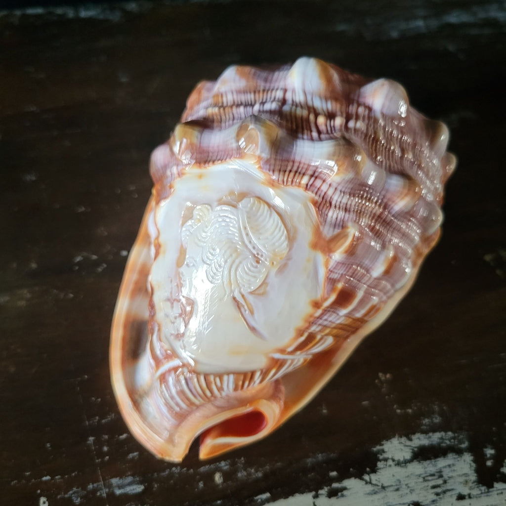 Vintage Italian Hand-Carved Cameo Seashell 5.5"