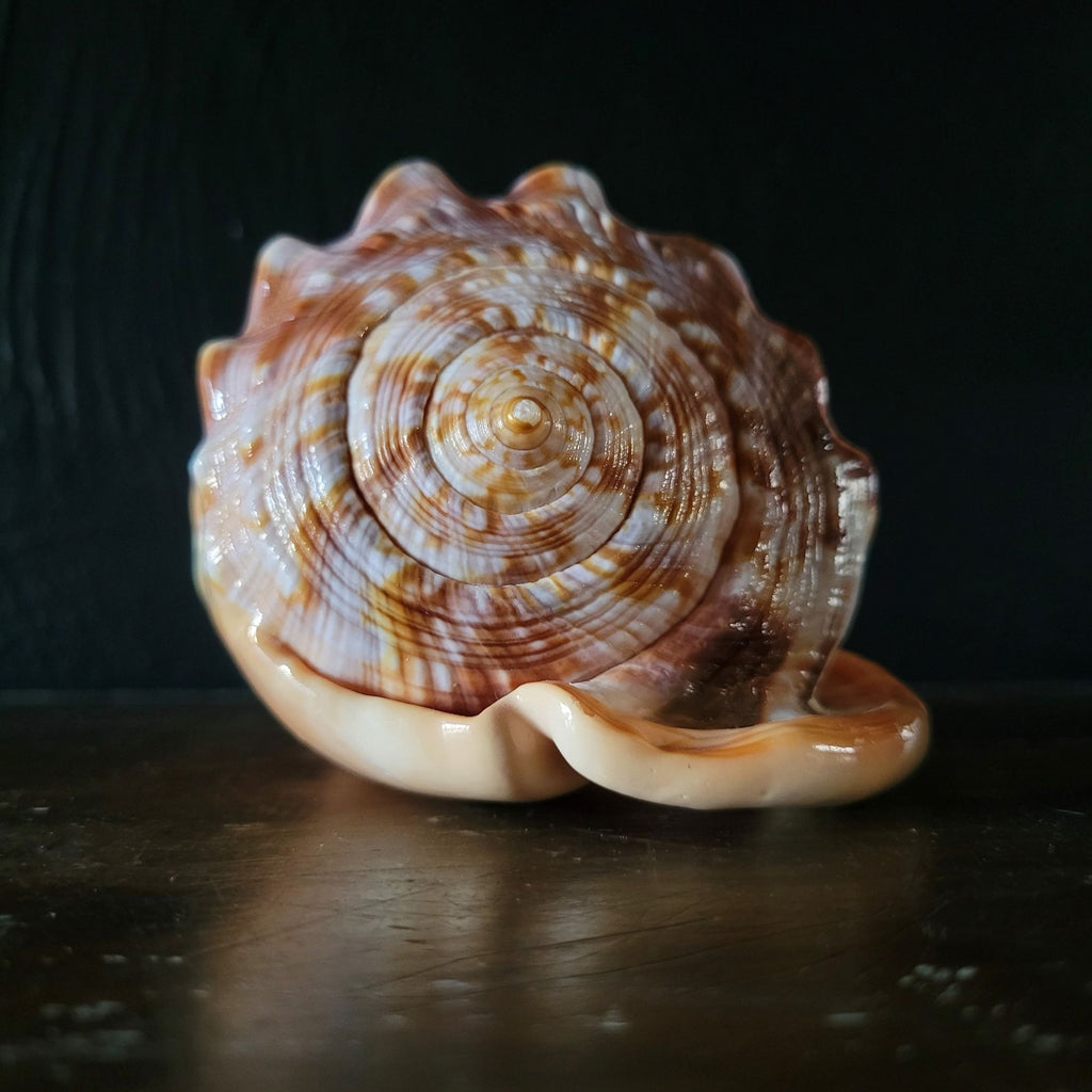 Vintage Italian Hand-Carved Cameo Seashell 5.5"