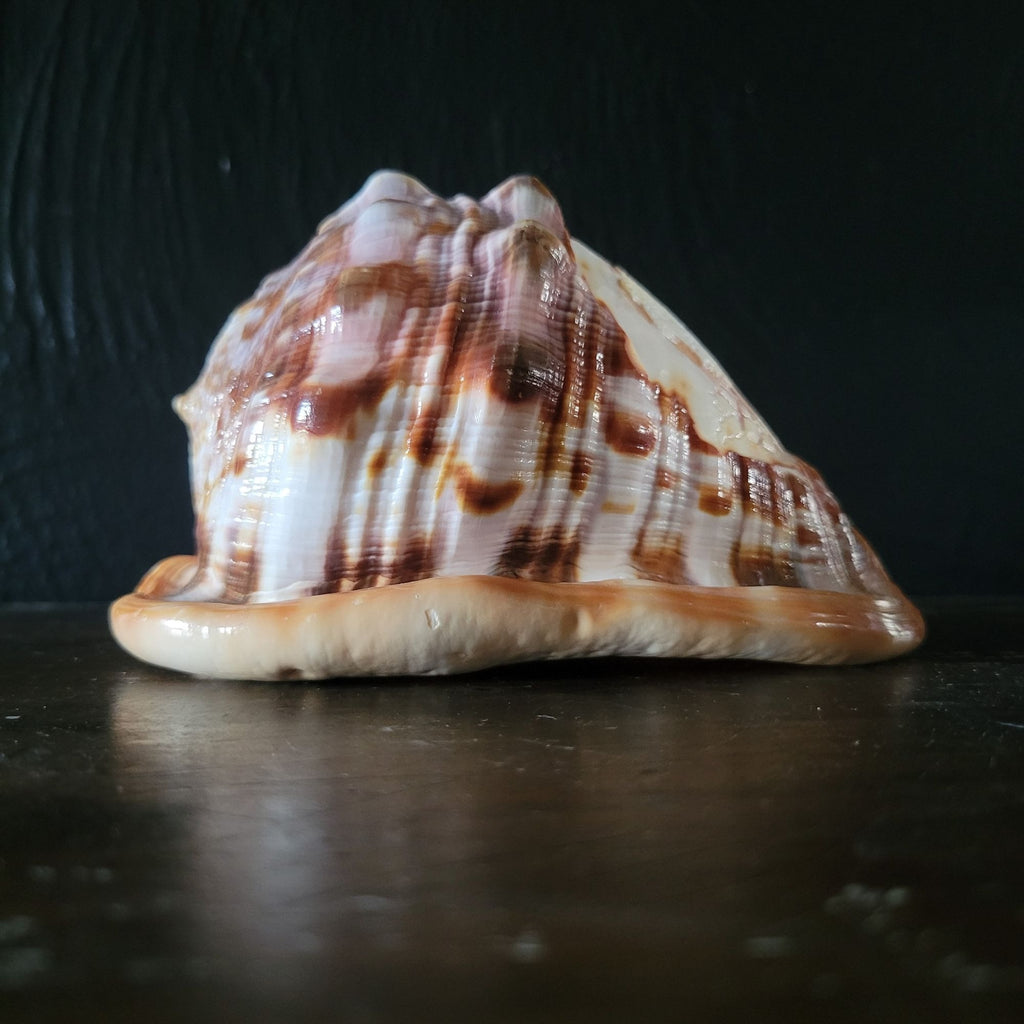 Vintage Italian Hand-Carved Cameo Seashell 5.5"