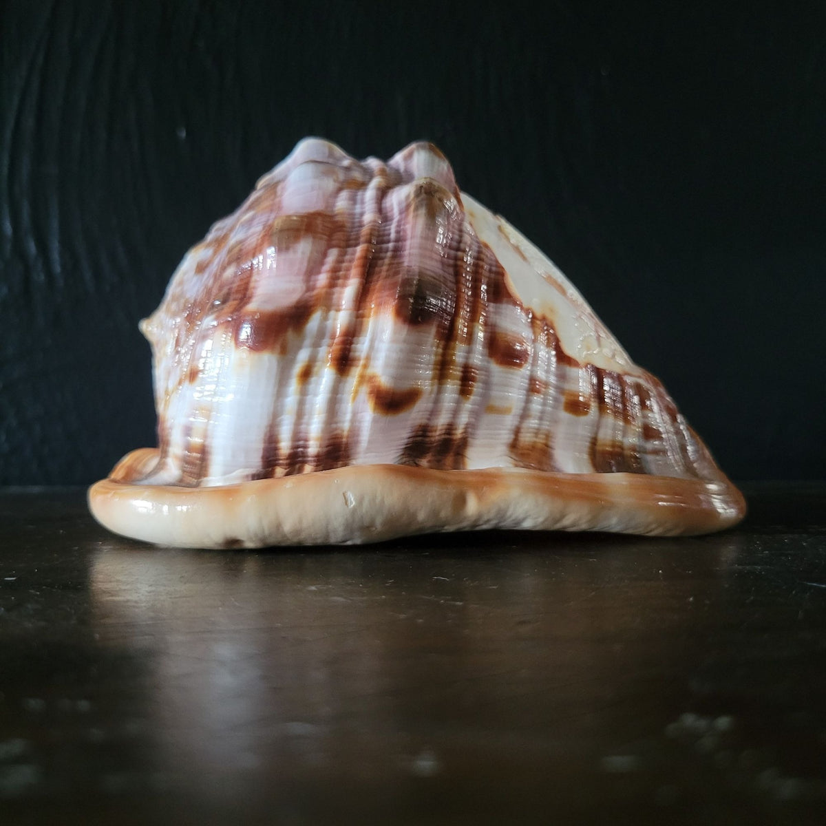 Vintage Italian Hand-Carved Cameo Seashell 5.5"