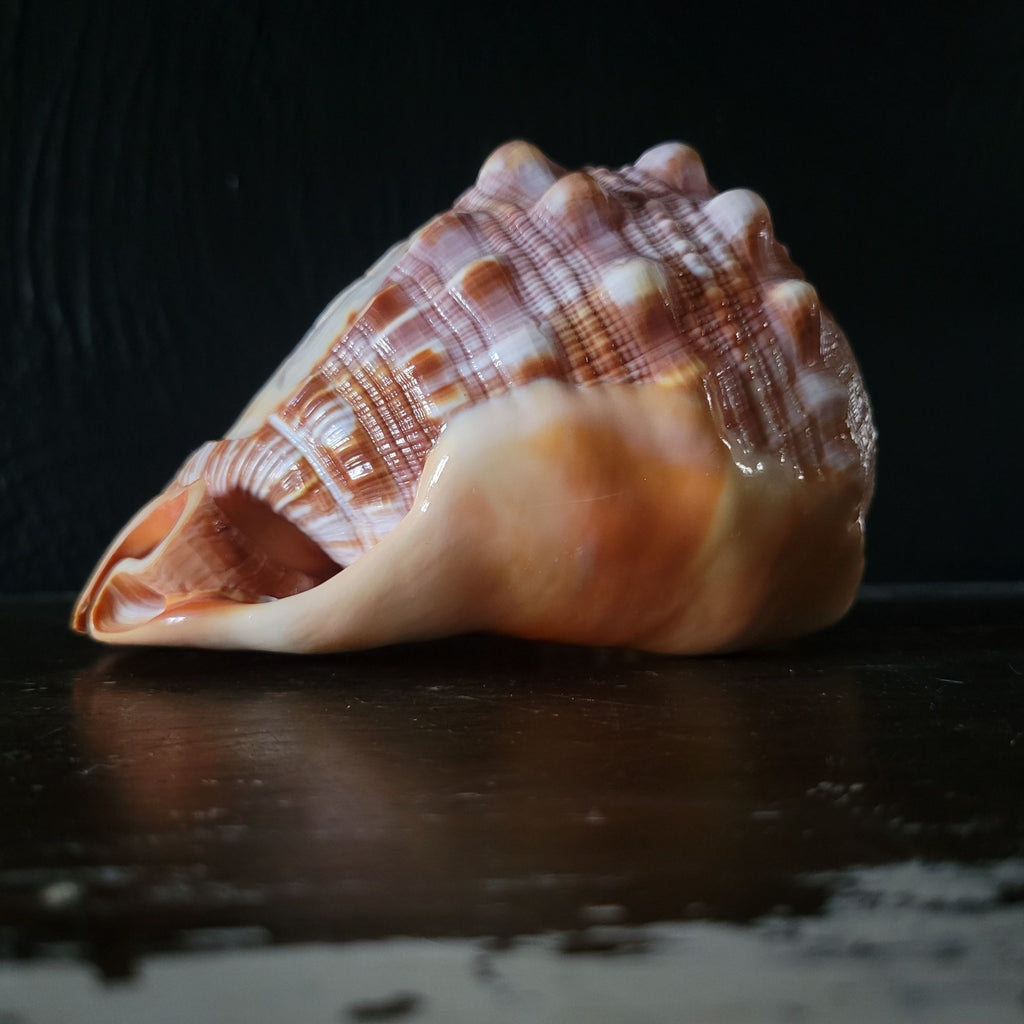 Vintage Italian Hand-Carved Cameo Seashell 5.5"