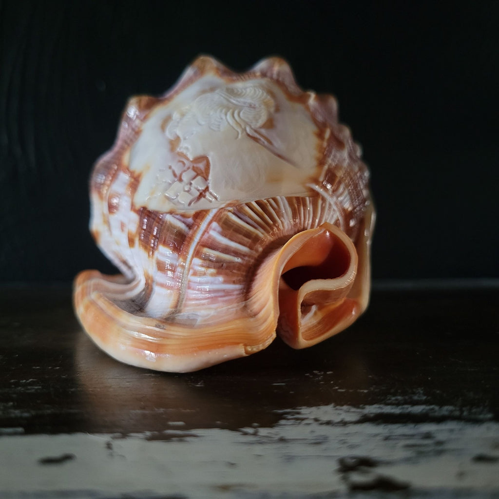 Vintage Italian Hand-Carved Cameo Seashell 5.5"