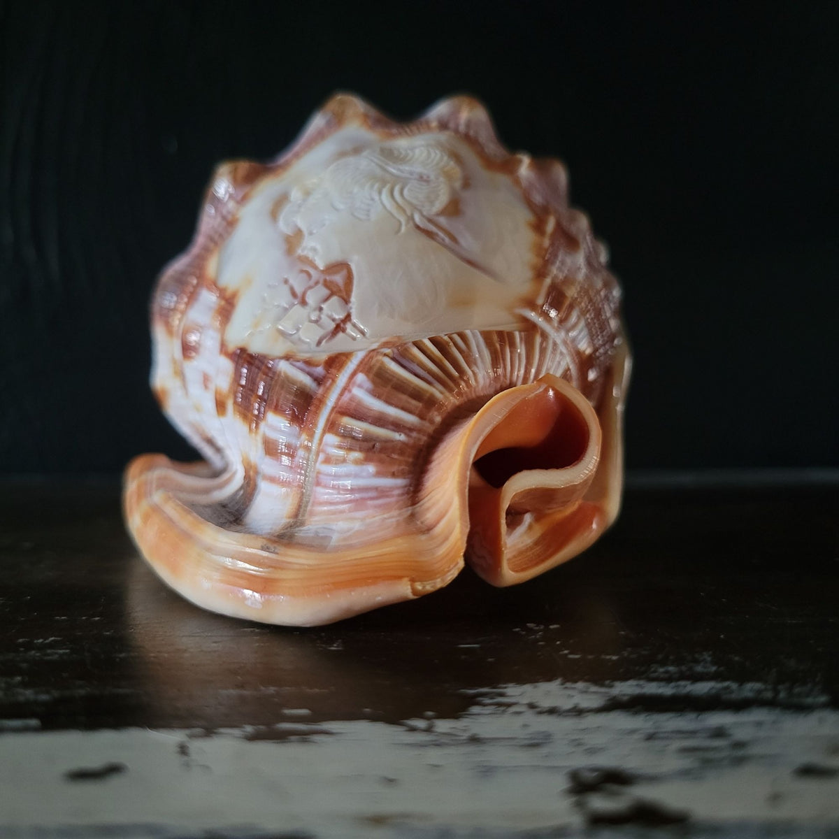 Vintage Italian Hand-Carved Cameo Seashell 5.5"