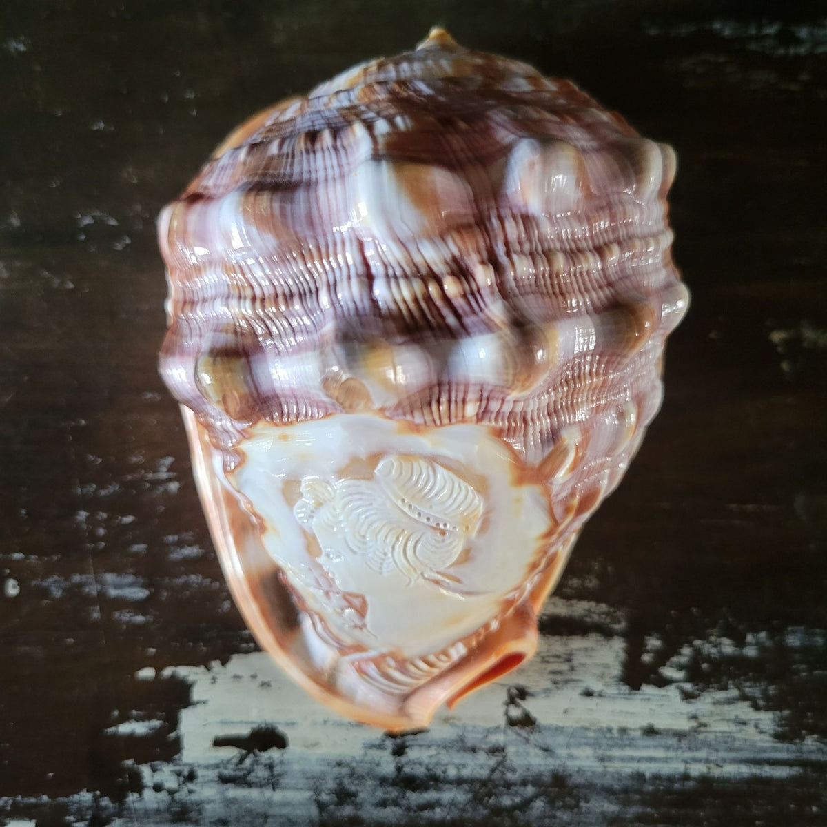 Vintage Italian Hand-Carved Cameo Seashell 5.5"