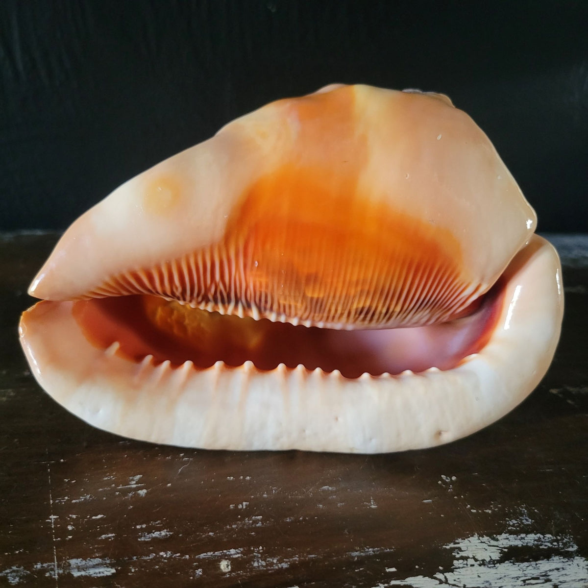 Vintage Italian Hand-Carved Cameo Seashell 5.5"